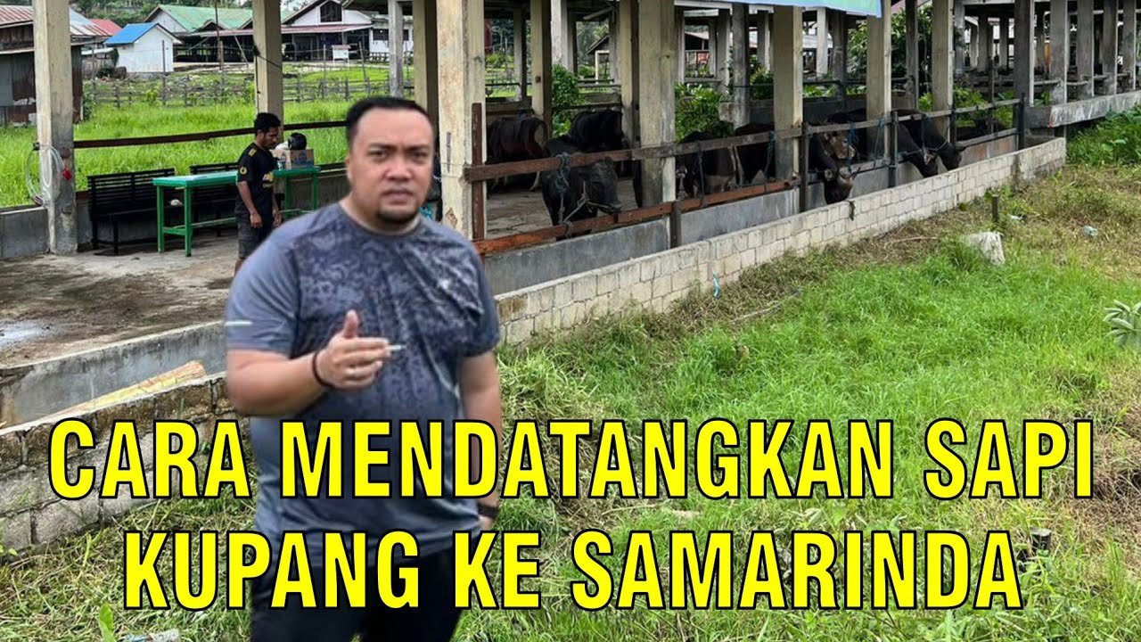 
                                 Memasok-Sapi-Kupang-Bali-Ke-Samarinda
